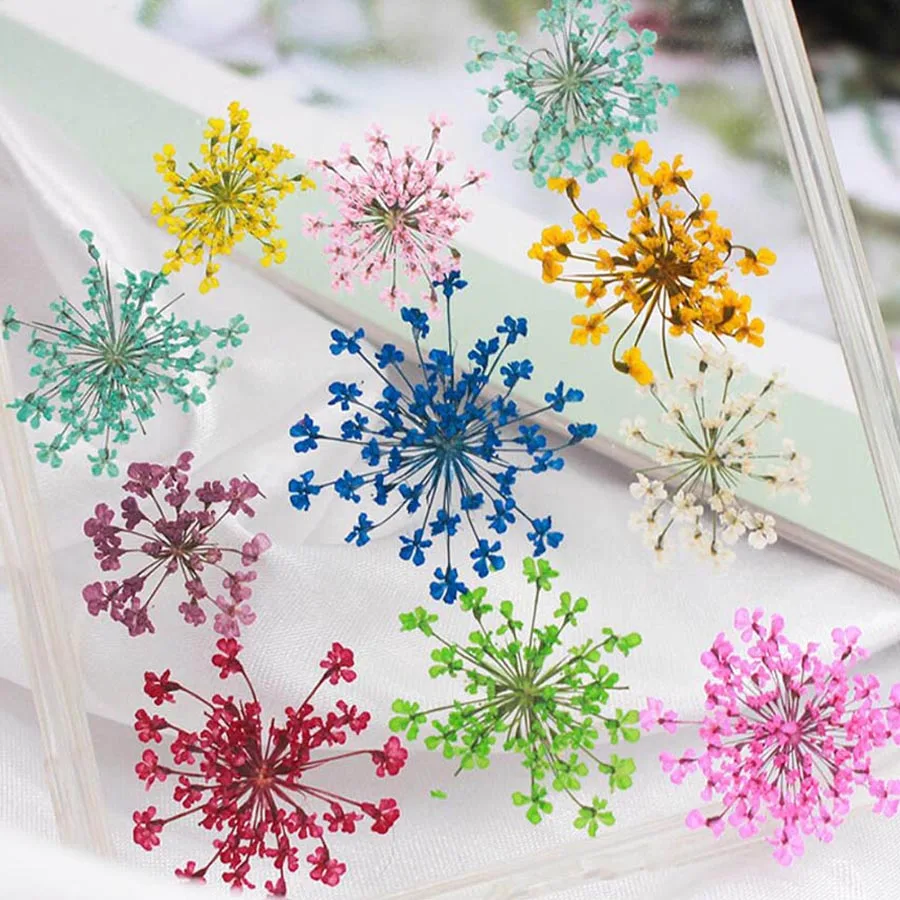 60pcs Pressed Dried 20-25mm Am - Body Jewelry Display Case ulasan dan harga