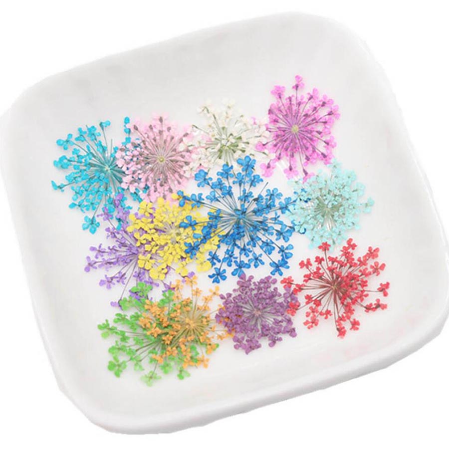 60pcs Pressed Dried 15-20mm Am - Body Jewelry Display Case ulasan dan harga
