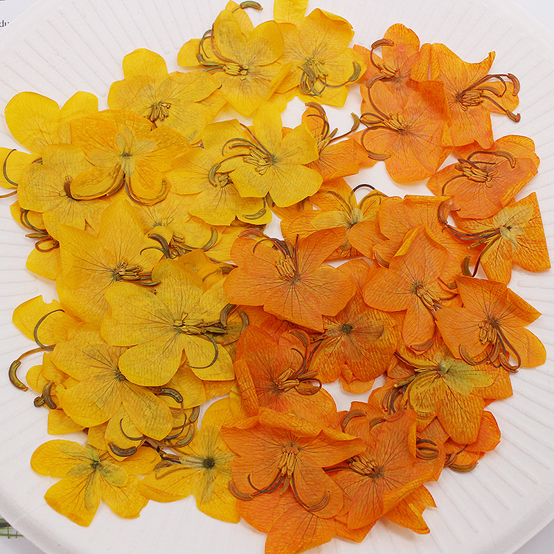 60pcs Dried Pressed Yellow/Ora - Body Jewelry Display Case ulasan dan harga